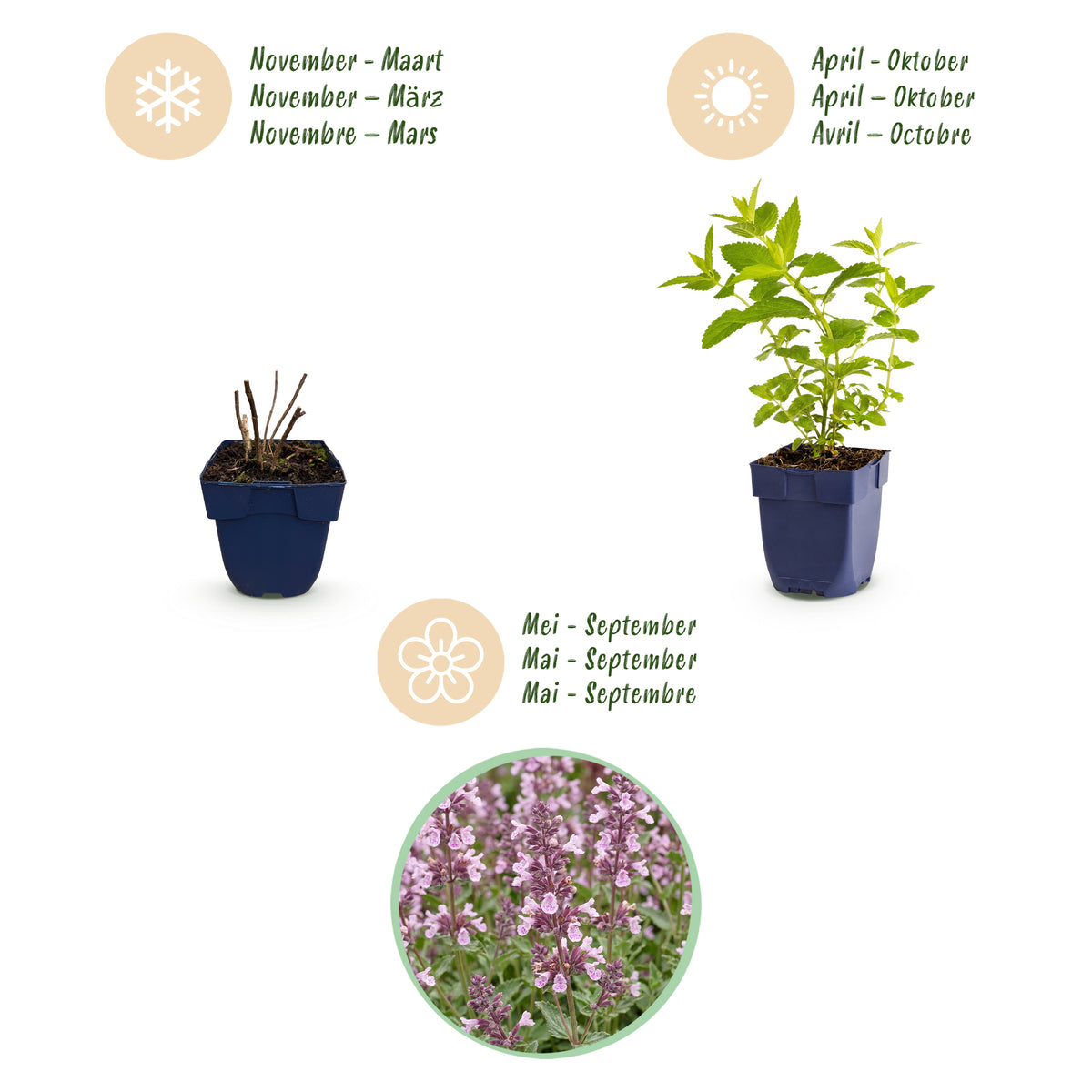 Katzenminze 'Wild Orchid' – Rosa – Topf Ø11cm – Ansicht 4