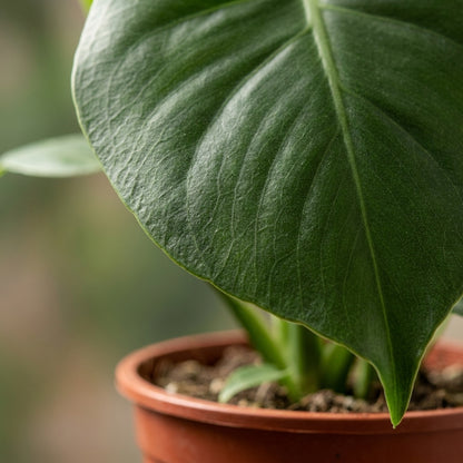 Monstera Deliciosa – Fensterblatt – Topf Ø12cm – Ansicht 4