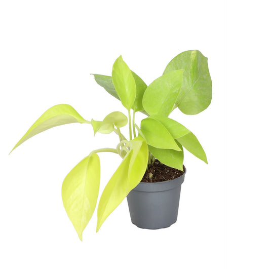 Philodendron 'Neon' – Gelbgrün – Topf Ø6cm