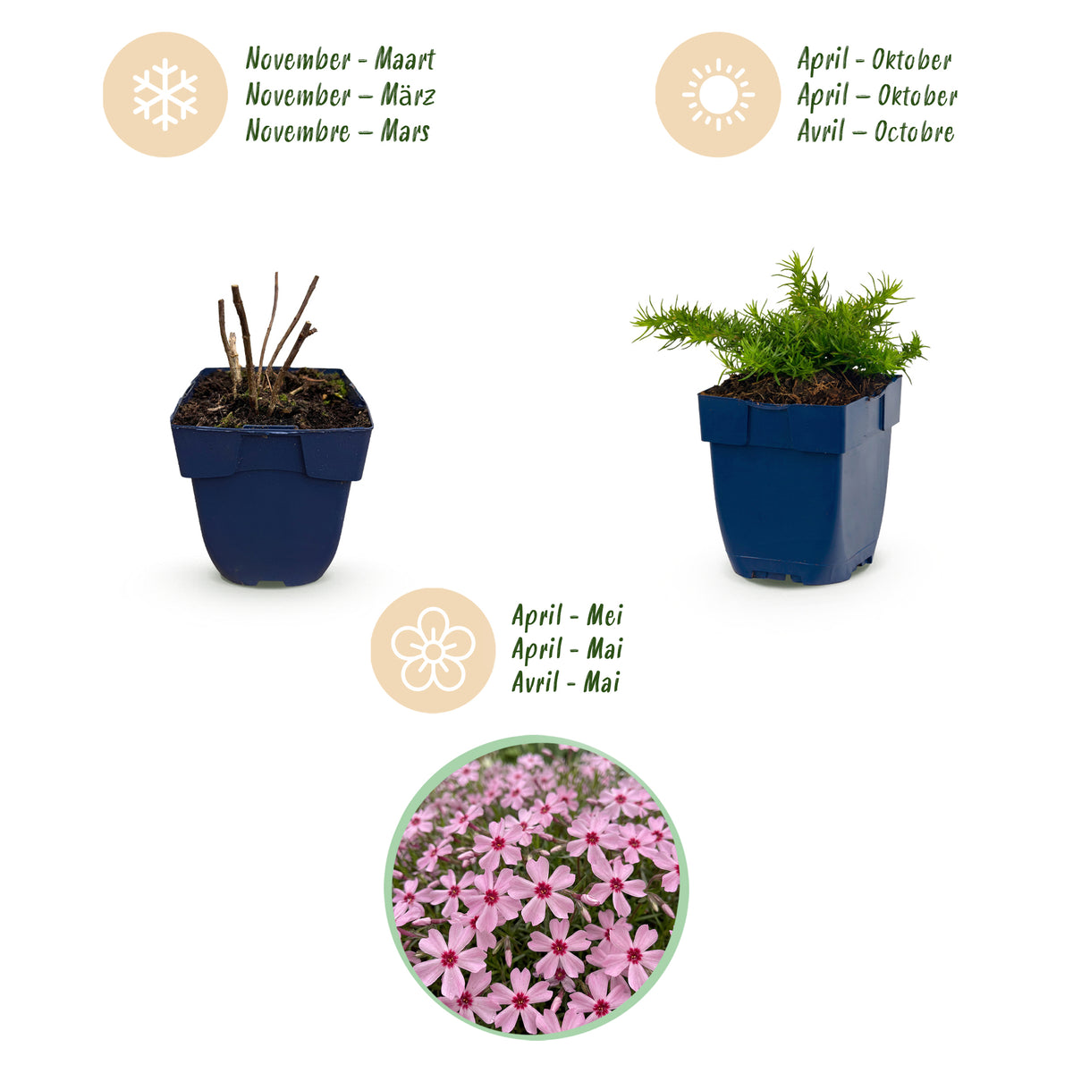 Polster-Phlox 'Rosette' – Rosa – Topf Ø11cm – Ansicht 4