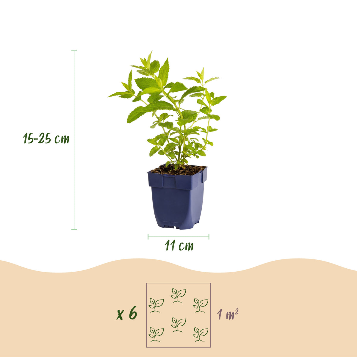 Katzenminze 'Wild Orchid' – Rosa – Topf Ø11cm – Ansicht 3