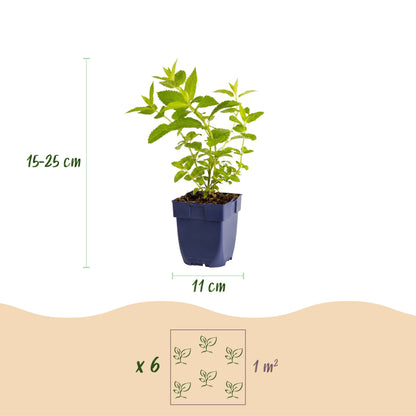 Katzenminze 'Wild Orchid' – Rosa – Topf Ø11cm – Ansicht 3