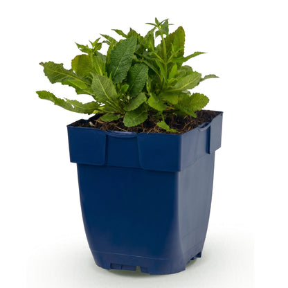 Salbei 'Schneehügel' – Salvia nemorosa – Weiß – Topf Ø11cm – Ansicht 2