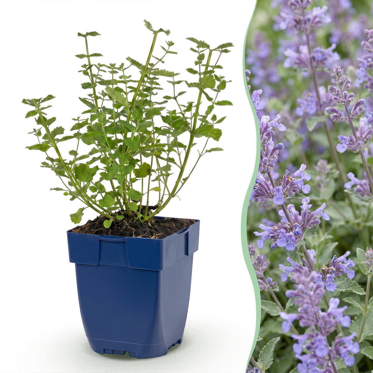 Katzenminze 'Walker's Low' – Blau – Topf Ø11cm