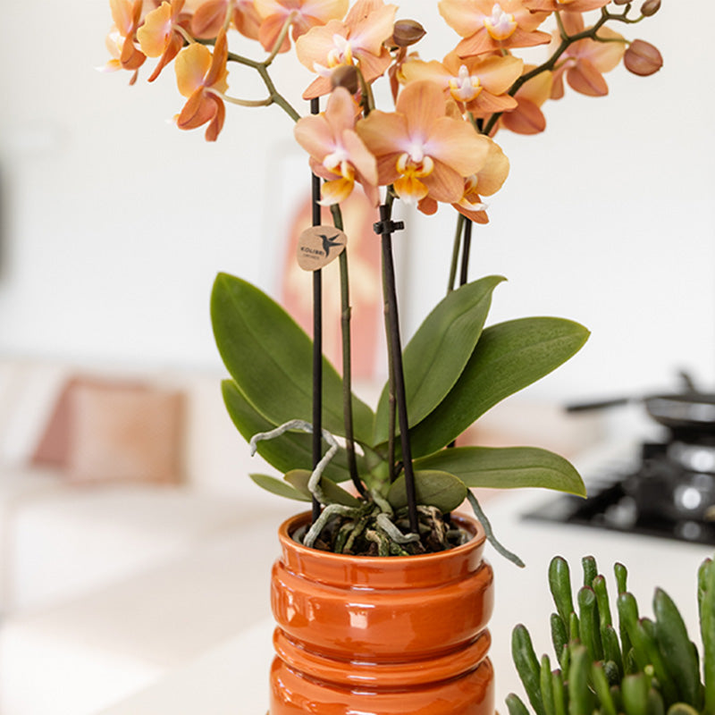 Kolibri Home 'Noma' Übertopf – Terracotta – Ø9cm – Ansicht 2