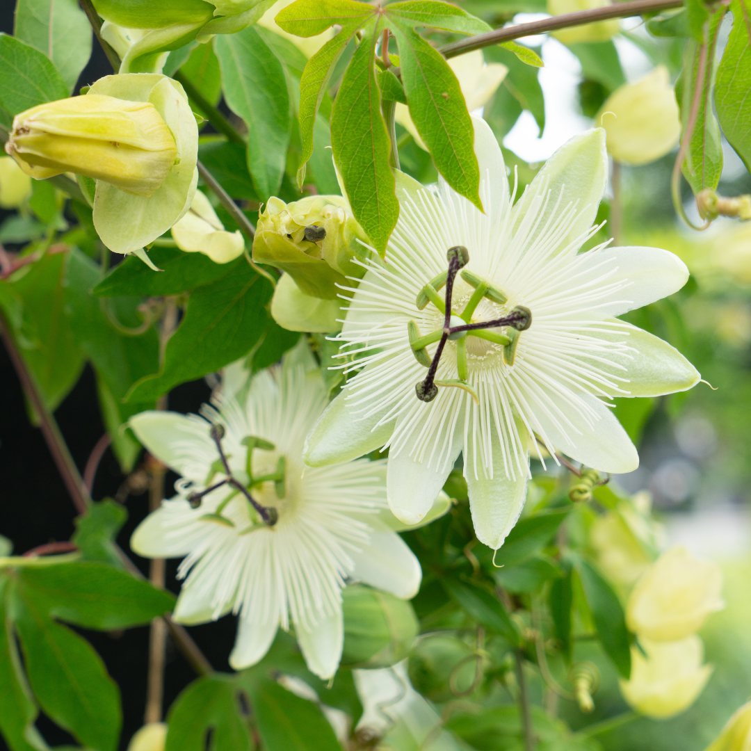 Passionsblume 'Constance Elliott' – Weiß – P9 Topf – Ansicht 3
