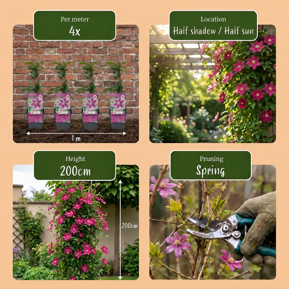 Waldrebe 'Piilu' – Clematis – Weiß-Rosa – Ø9cm – Ansicht 6