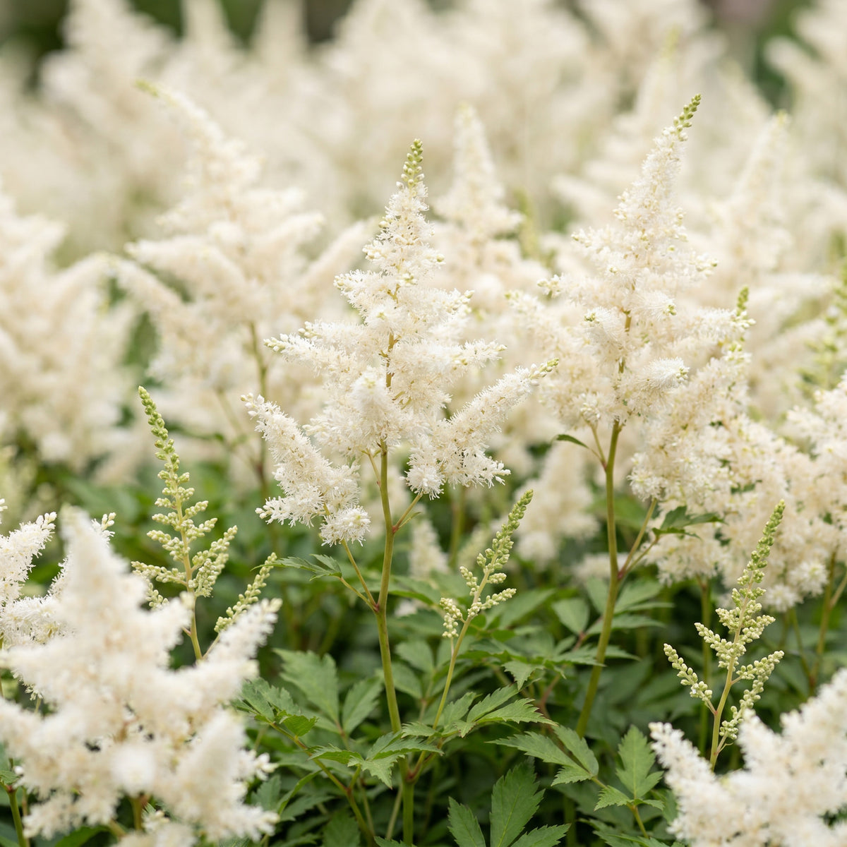 Astilbe 'Deutschland' – Prachtspiere – Weiß – Topf Ø11cm – Ansicht 5