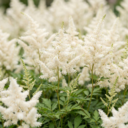 Astilbe 'Deutschland' – Prachtspiere – Weiß – Topf Ø11cm – Ansicht 5
