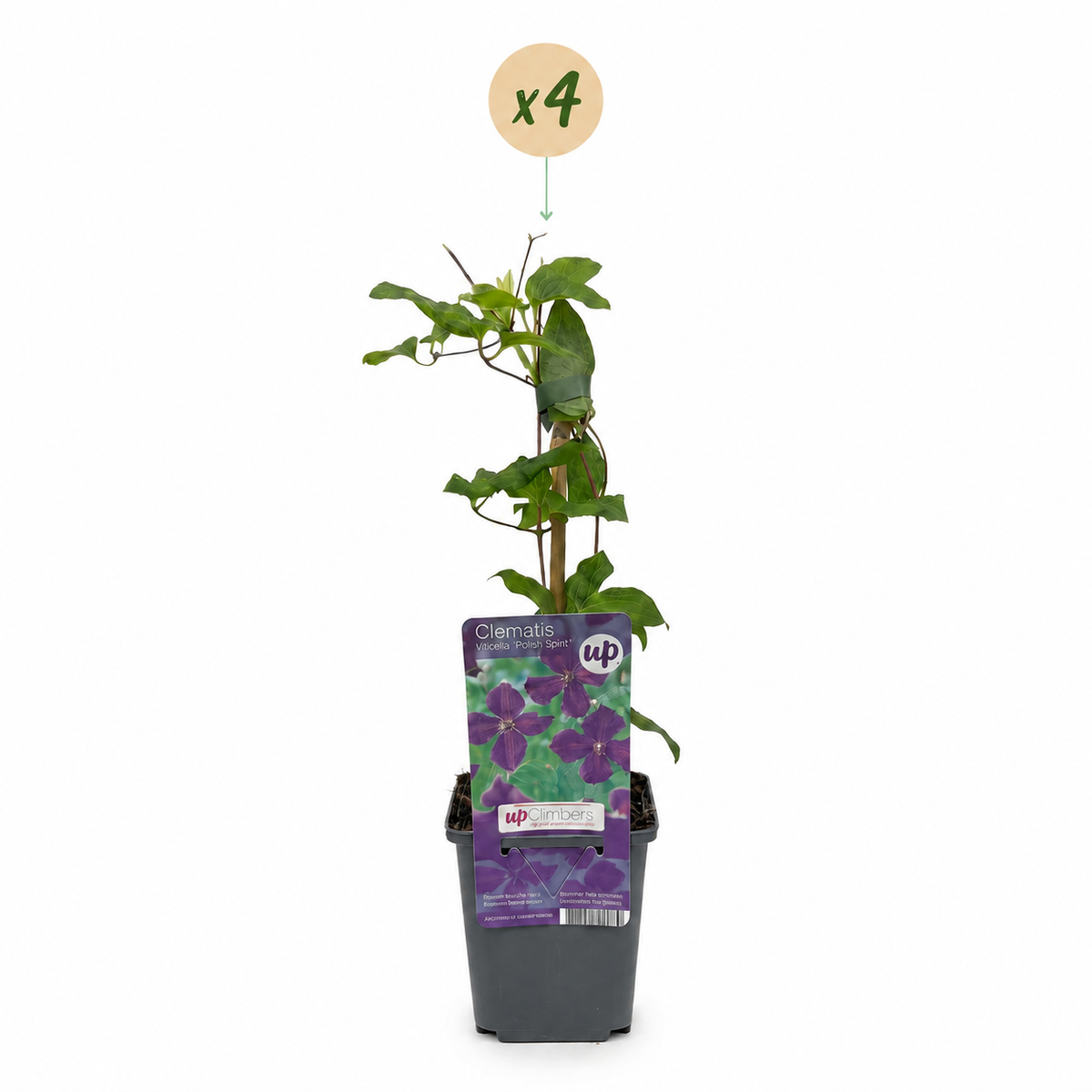Waldrebe 'Polish Spirit' – Clematis Viticella – Lila – Topf Ø9cm – Ansicht 2