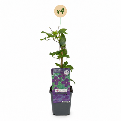 Waldrebe 'Polish Spirit' – Clematis Viticella – Lila – Topf Ø9cm – Ansicht 2