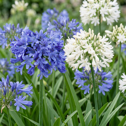 Schmucklilie 'Agapanthus Duo' – Blau-Weiß – Topf Ø11cm – Ansicht 5