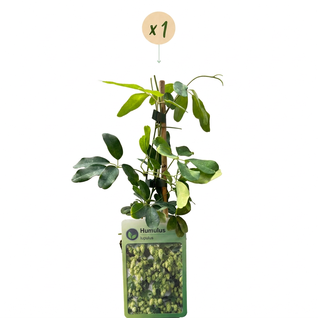 Hopfen 'Nordbrau' – Grün, Ø9cm, ↕35cm – Ansicht 2