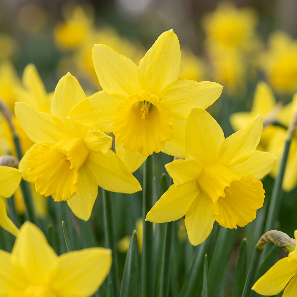 Narzisse 'February Gold' – Gelb