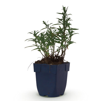 Kissen-Aster 'Mittelmeer' – Lila – Topf Ø11cm – Ansicht 2