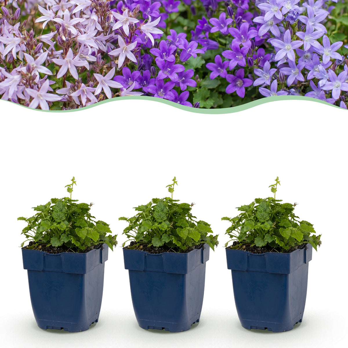 Glockenblume 'Tricolour' – Campanula – Lila-Pink-Weiß – Ø11cm – Ansicht 2