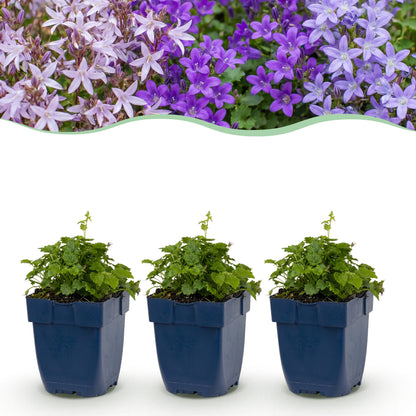 Glockenblume 'Tricolour' – Campanula – Lila-Pink-Weiß – Ø11cm – Ansicht 2
