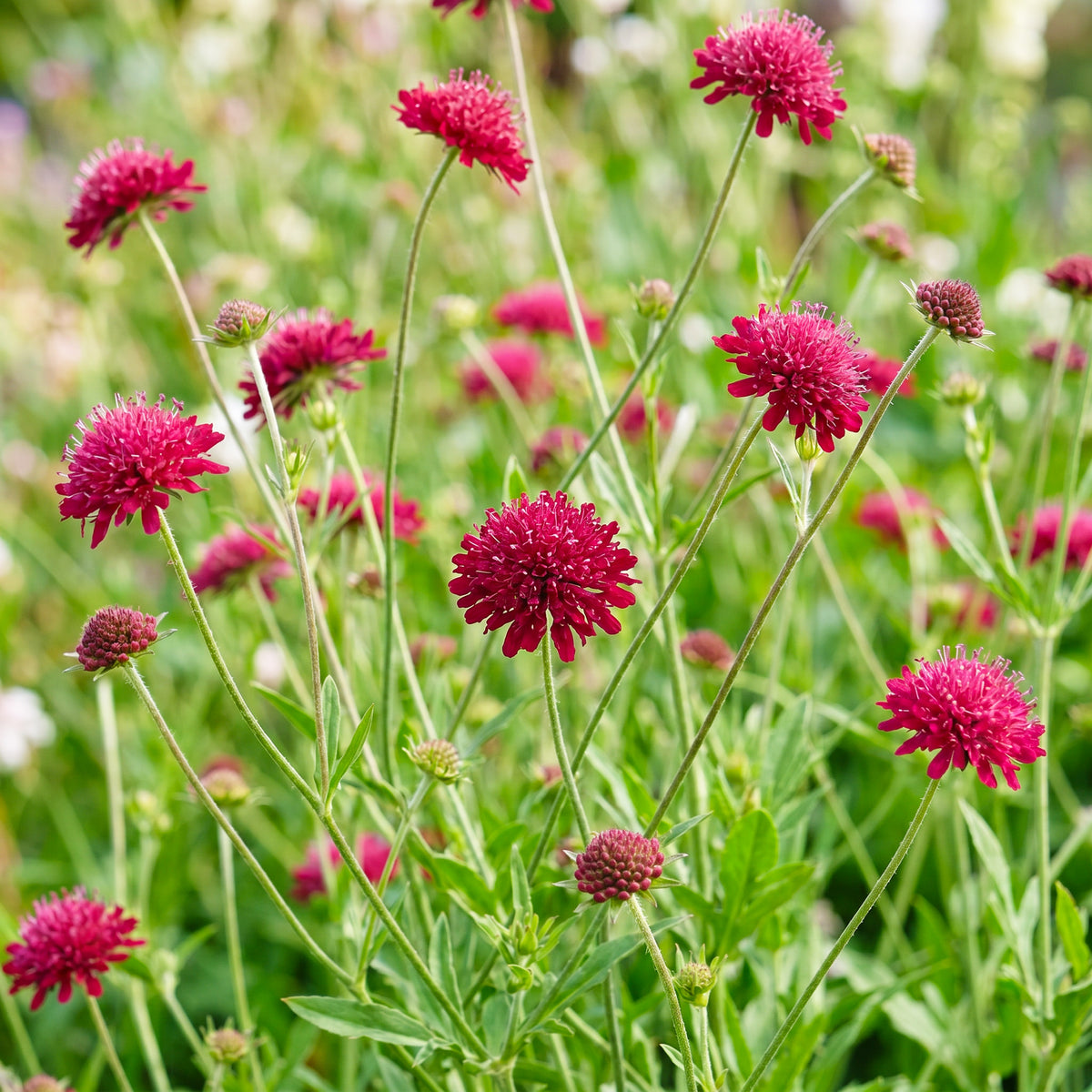 Mazedonische Witwenblume 'Knautia macedonica' – Dunkelrot – Topf Ø11cm – Ansicht 5