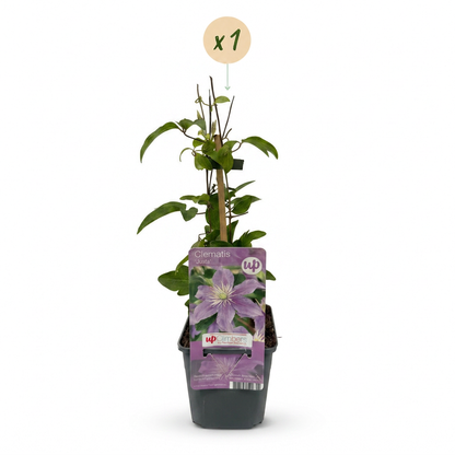 Waldrebe 'Justa' – Hellblau – Topf Ø9cm – Ansicht 2