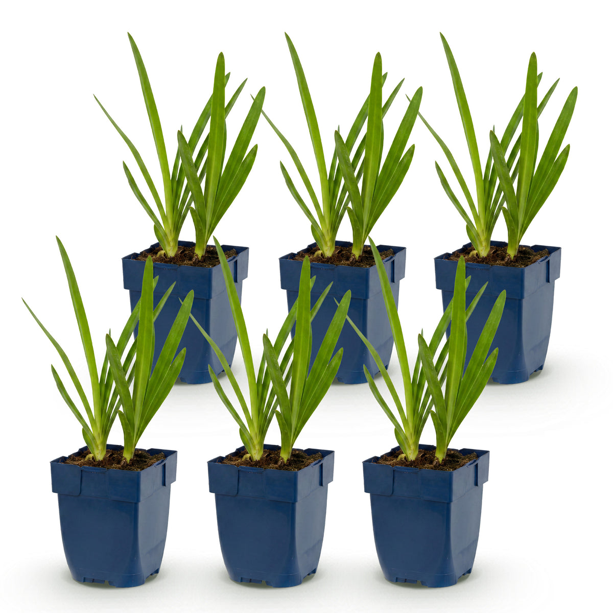 Schmucklilie 'Agapanthus Duo' – Blau-Weiß – Topf Ø11cm – Ansicht 2