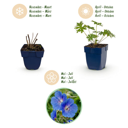 Storchschnabel 'Johnson's Blue' – Blau – Topf Ø11cm – Ansicht 3
