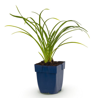 Taglilie 'Stella d'Oro' – Gelb – Topf Ø11cm – Ansicht 2