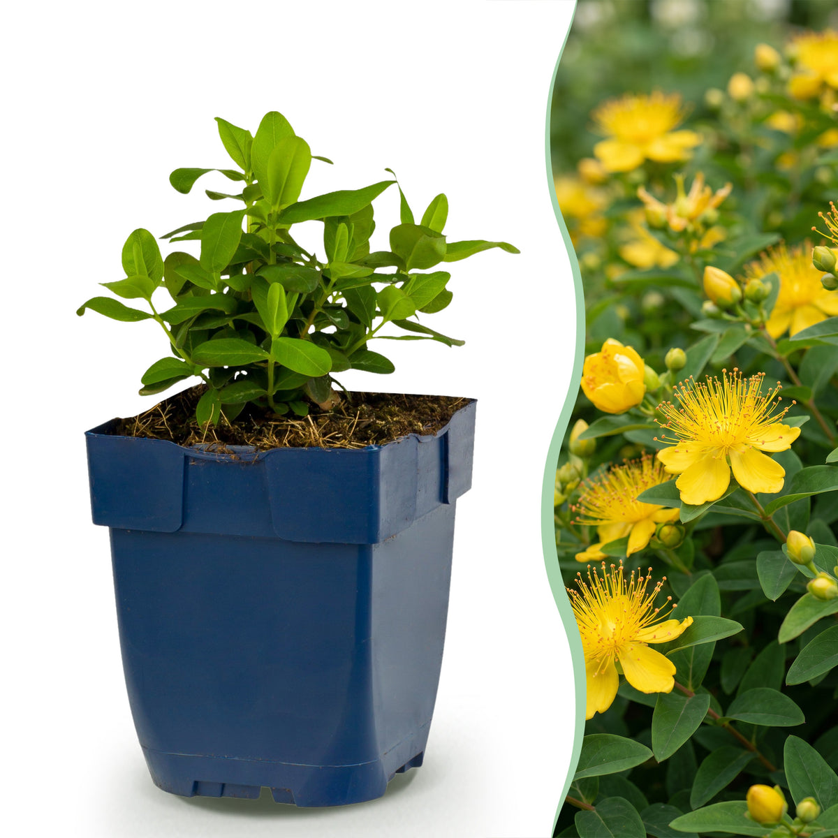 Johanniskraut 'Hypericum calycinum' – Gelb – Topf Ø11cm