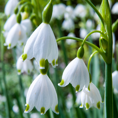 Sommerknotenblume 'Aestivum' – Weiß