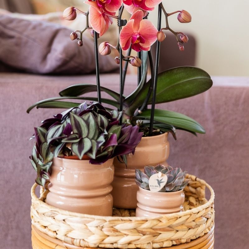 Sukkulente Echeveria Summer – Ø6cm – Ansicht 5