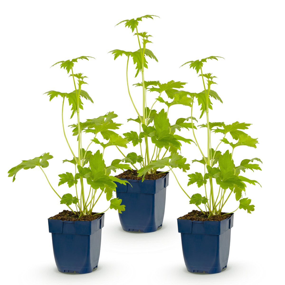 Rittersporn 'Delphinium Blue Bird' – Blau – Topf Ø11cm – Ansicht 2