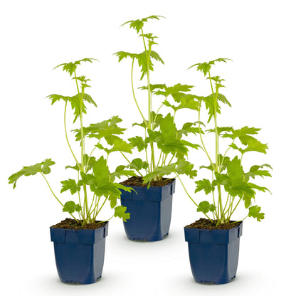 Rittersporn 'Delphinium Blue Bird' – Blau – Topf Ø11cm – Ansicht 2