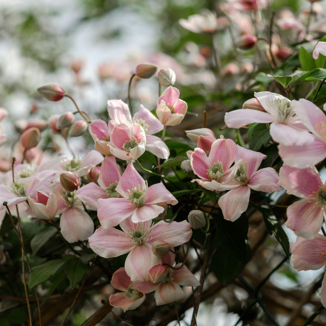 Clematis 'Hagley Hybrid' – Rosa – P9 Topf – Ansicht 3