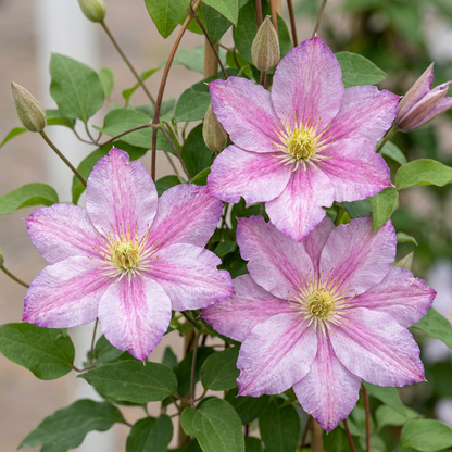 Waldrebe 'Piilu' – Clematis – Weiß-Rosa – Ø9cm – Ansicht 3