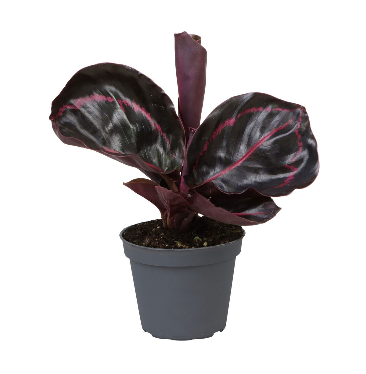 Korbmarante 'Dottie' – Lila-Rosa – Topf Ø6cm