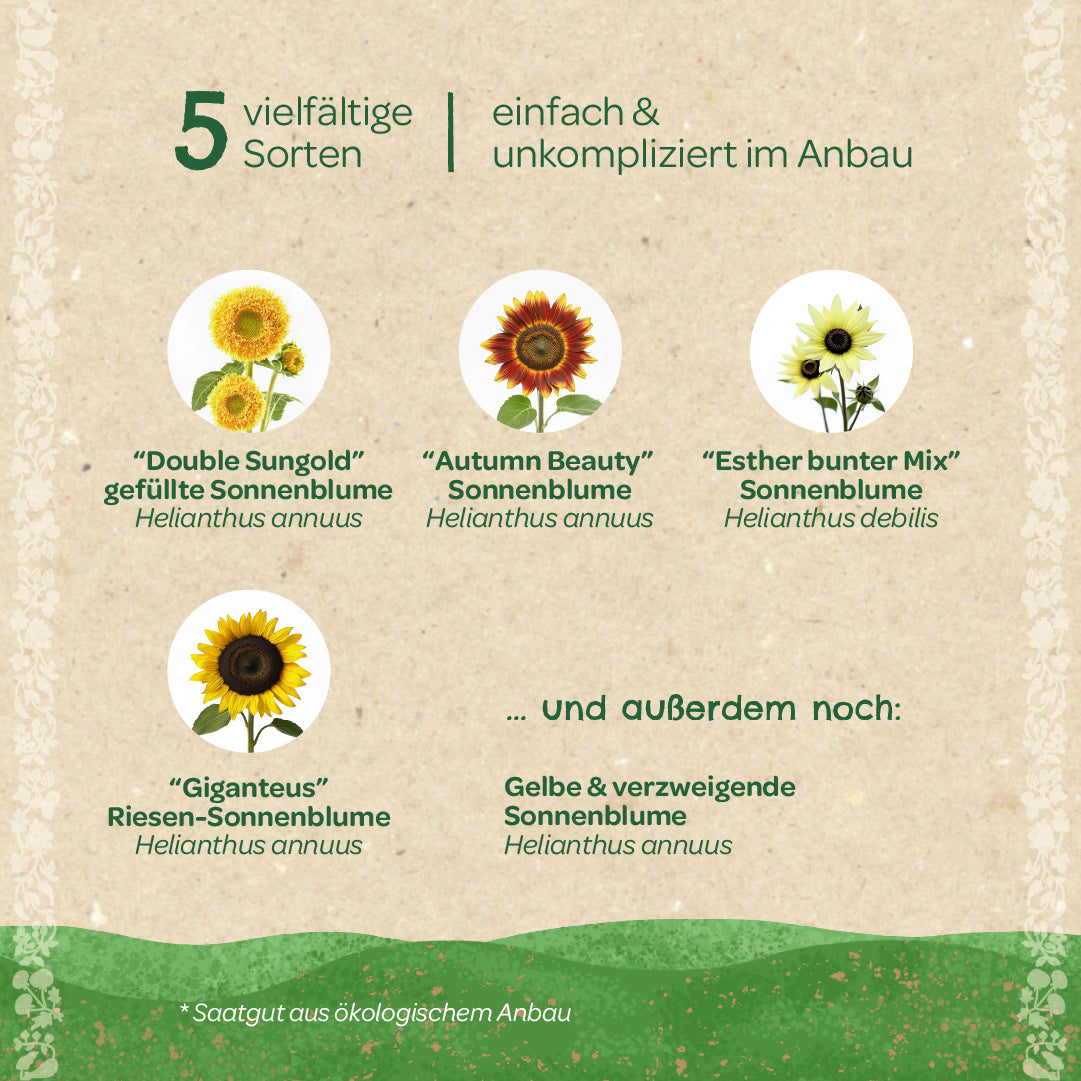 Saatgut-Set "Sonnenblumen" 