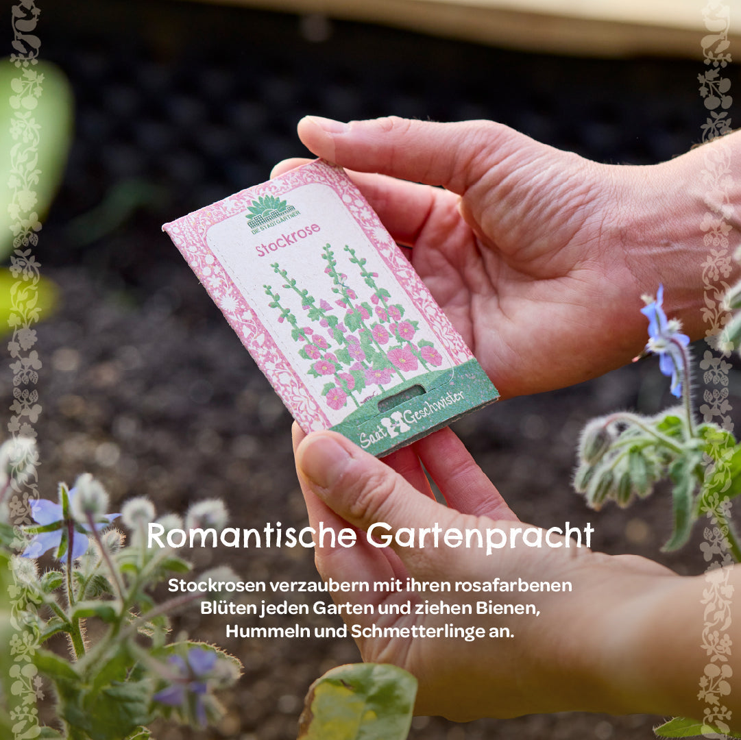 Saatgut Stockrose 