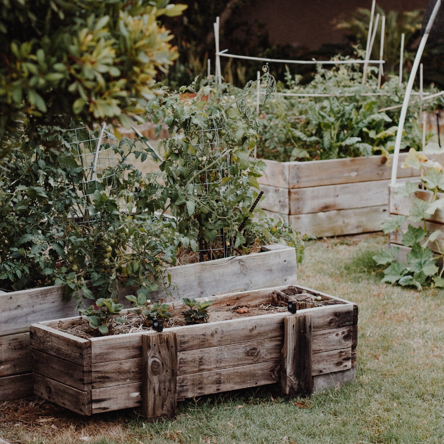 Duftkerze Kräuterbeet – Gardening Collection – 170ml Sojawachs – Frischer Gartenduft mit Mandarine Basilikum Lavendel & Hölzern – Aromakerze im Glas