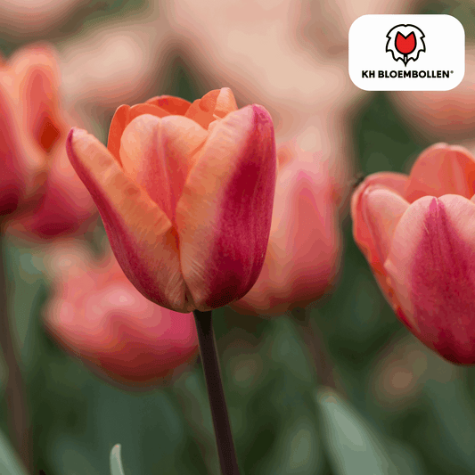 Apricot Foxx Tulpenzwiebeln – 20 Stück – Lachsrosa Frühlingsblüher – Sorte Tulipa „Apricot Foxx“ – Für Garten & Topf – Blüte April–Mai