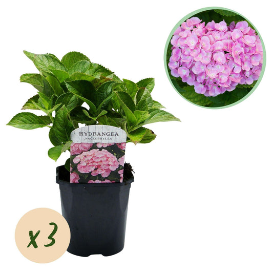 Hortensie Hydrangea macrophylla Rosa – 3 Pflanzen für 1 m² – Ø17cm – ↕30cm – Sommerblüher – Pflegeleicht & laubabwerfend 
