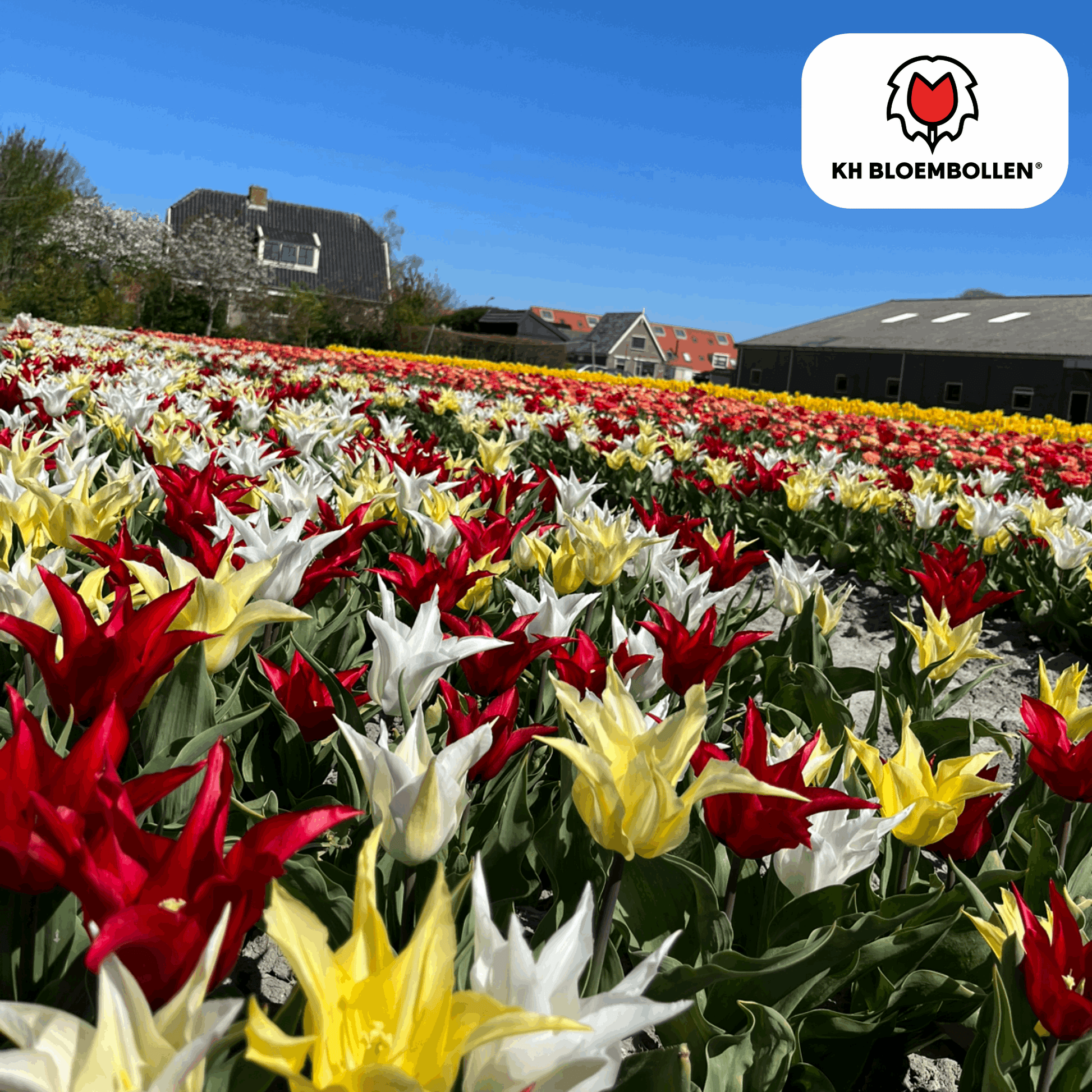 Tulpenzwiebeln Tres Chic Mix – 20 Blumenzwiebeln – Rot, Weiß & Gelb – Eleganter Farbmix für Garten & Topf – Winterhart & pflegeleicht