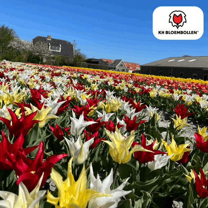 Tulpenzwiebeln Tres Chic Mix – 20 Blumenzwiebeln – Rot, Weiß & Gelb – Eleganter Farbmix für Garten & Topf – Winterhart & pflegeleicht