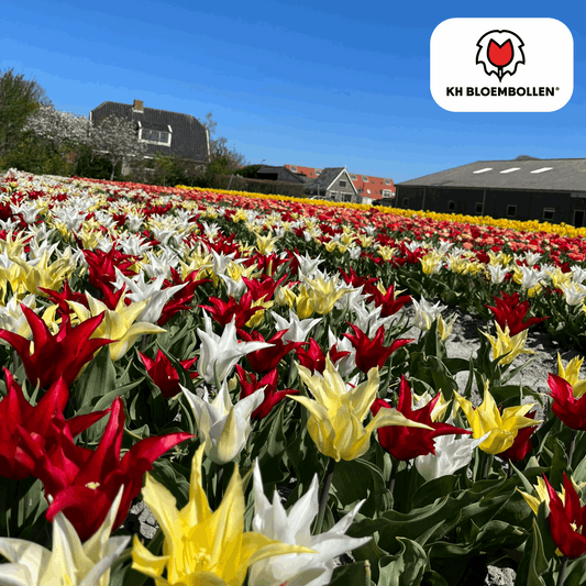 Tulpenzwiebeln Tres Chic Mix – 20 Blumenzwiebeln – Rot, Weiß & Gelb – Eleganter Farbmix für Garten & Topf – Winterhart & pflegeleicht