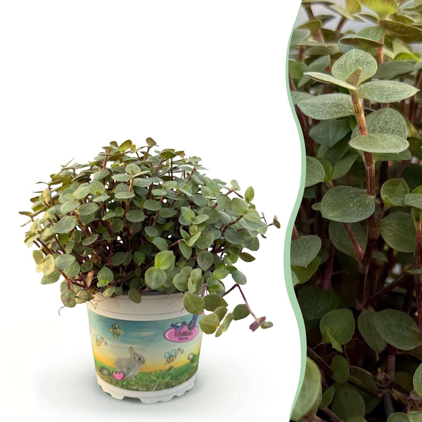 Callisia repens Schildkrötenpflanze – Haustierfreundliche Zimmerpflanze 12cm – Höhe ca.14cm – Pflegeleichte Grünpflanze für Wohnzimmer Büro & Schlafzimmer