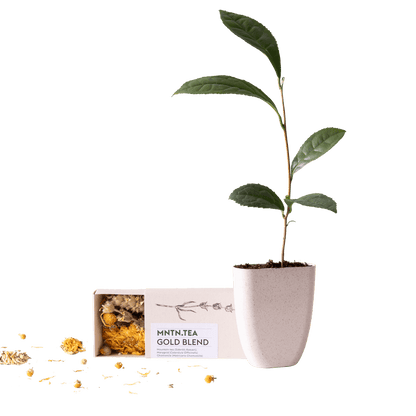 Teepause Geschenkset – Bio Gold Blend Tee & Baby-Teepflanze Camellia sinensis – Briefkastengeschenk – Nachhaltig & plastikfrei – Inkl. Pflegetipps – Für Teeliebhaber 
