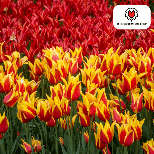 Tulpenzwiebeln Fire Wings – 20 Blumenzwiebeln – Rot-gelb geflammte Tulpe – Feurig, auffällig & winterhart – Für Garten oder Topf