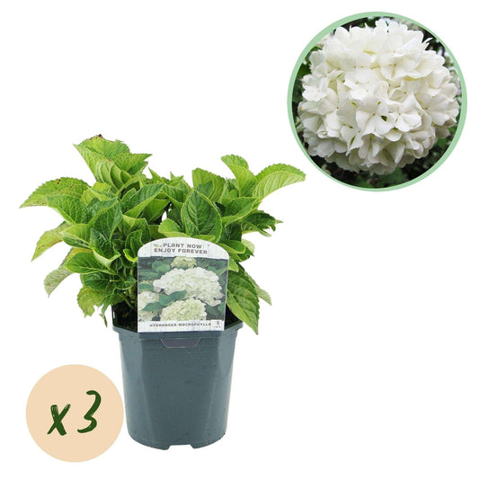 Hortensie Hydrangea macrophylla Weiß – 3 Pflanzen – Blüte in Weiß – Ø17cm – ↕30cm – Sommerblüher – Laubabwerfend – Pflegeleicht – Ideal für Beete & Töpfe 