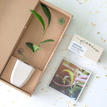 Teepause Geschenkset – Bio Gold Blend Tee & Baby-Teepflanze Camellia sinensis – Briefkastengeschenk – Nachhaltig & plastikfrei – Inkl. Pflegetipps – Für Teeliebhaber 