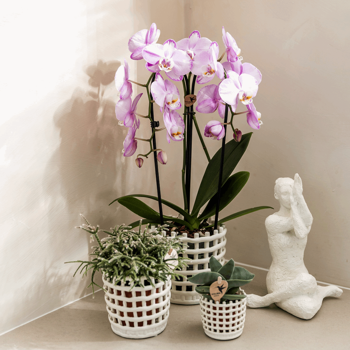 Mesh Ziertopf Ø6cm – Moderner Pflanztopf mit Strukturdesign – Dekorativer Übertopf für Mini Pflanzen & Sukkulenten