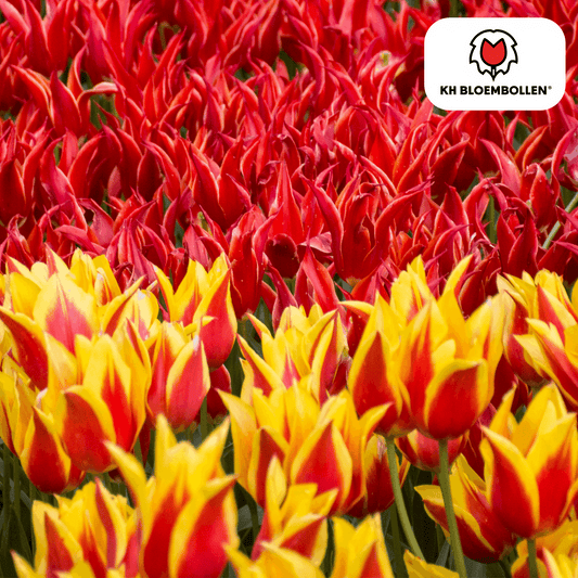Tulpenzwiebeln Fire Wings – 20 Blumenzwiebeln – Rot-gelb geflammte Tulpe – Feurig, auffällig & winterhart – Für Garten oder Topf