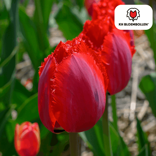 Tulpenzwiebeln Masterpeace – 20 Blumenzwiebeln – Rote Tulpe mit gezacktem Rand – Robust & einzigartig – Für Garten & Topf